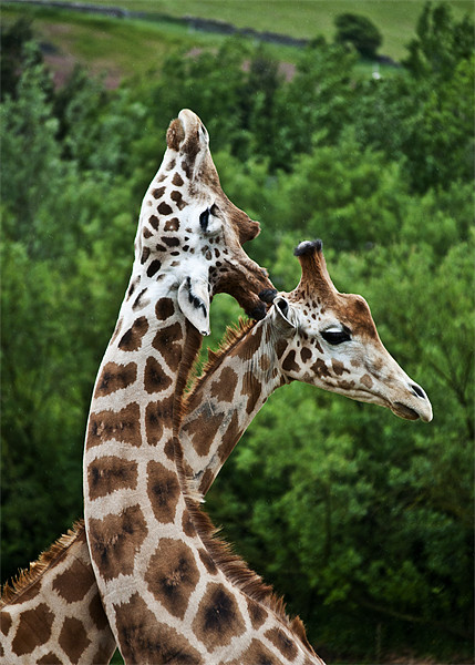 Giraffes Picture Board by Pam Sargeant