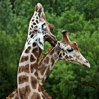Buy canvas prints of Giraffes by Pam Sargeant