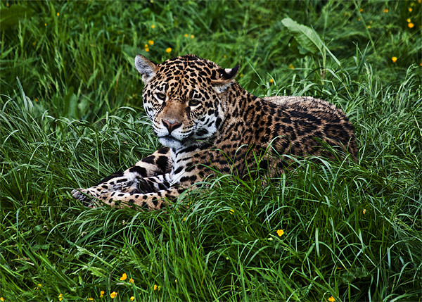 Jaguar Picture Board by Pam Sargeant