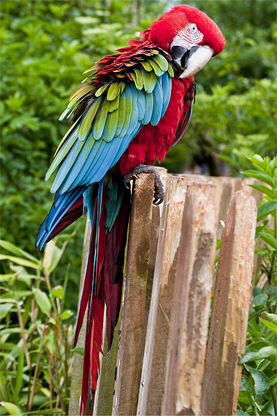 Vibrant Macaw in Flight Picture Board by Pam Sargeant
