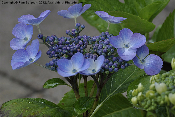Hydrangea Picture Board by Pam Sargeant
