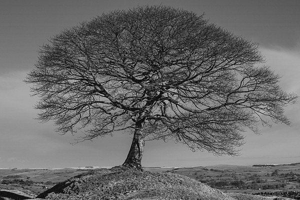  Solitary Tree Mono Picture Board by Pam Sargeant