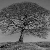 Buy canvas prints of  Solitary Tree Mono by Pam Sargeant