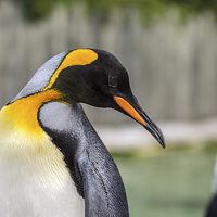 Buy canvas prints of  Penguin by Pam Sargeant