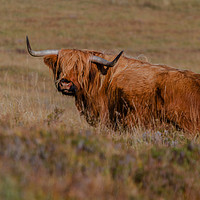 Buy canvas prints of Highland Cow  by Pam Sargeant