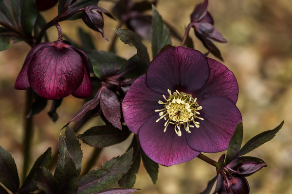 Purple Hellebore Picture Board by Pam Sargeant