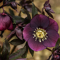 Buy canvas prints of Purple Hellebore by Pam Sargeant