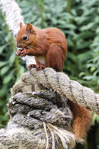 Red Squirrel Feeding Picture Board by Pam Sargeant
