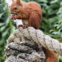 Buy canvas prints of Red Squirrel Feeding by Pam Sargeant