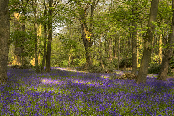 Bluebell Woods Picture Board by Pam Sargeant