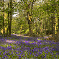 Buy canvas prints of Bluebell Woods by Pam Sargeant