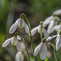 Buy canvas prints of Snowdrops in Bloom by Pam Sargeant
