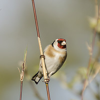 Buy canvas prints of Goldfinch by Pam Sargeant