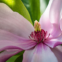 Buy canvas prints of Magnolia close-up by Michelle PREVOT