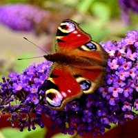 Buy canvas prints of Peacock Butterfly by Bristol Canvas by Matt Sibtho