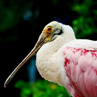 Buy canvas prints of Roseate Spoonbill by Bristol Canvas by Matt Sibtho
