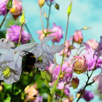 Buy canvas prints of Honey for the Bee by Bristol Canvas by Matt Sibtho