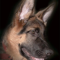 Buy canvas prints of Paco the Shepherd by Rob Lester