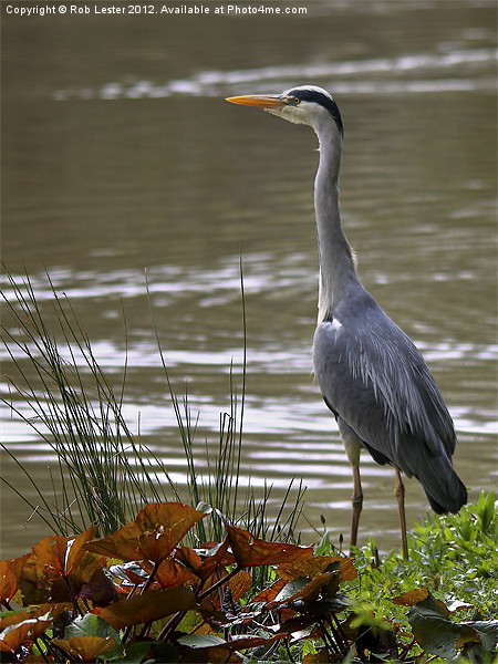 A heron waits Picture Board by Rob Lester