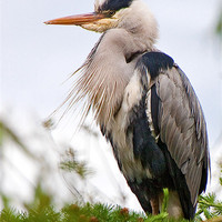 Buy canvas prints of Bad hair heron by Rob Lester