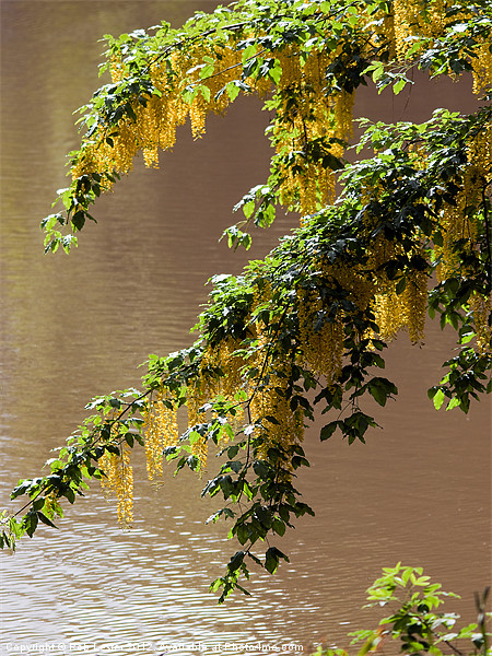 Laburnum on the lake Picture Board by Rob Lester