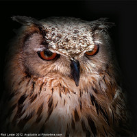 Buy canvas prints of Eagle owl by Rob Lester
