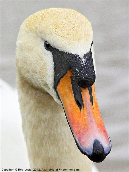 Mute Swan Picture Board by Rob Lester