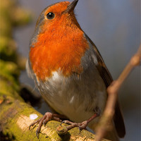 Buy canvas prints of Erithacus rubecula by Rob Lester