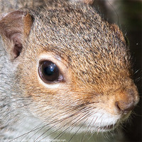Buy canvas prints of American grey squirrel by Rob Lester