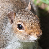 Buy canvas prints of American Grey Squirrel by Rob Lester