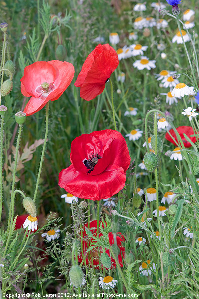 Poppy fields Picture Board by Rob Lester