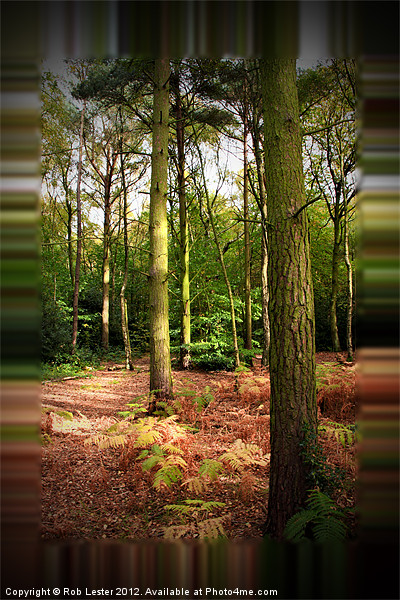 A Walk in Gaussian Wood Picture Board by Rob Lester