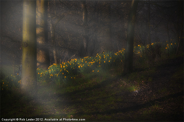 Daffodils by sunlight Picture Board by Rob Lester