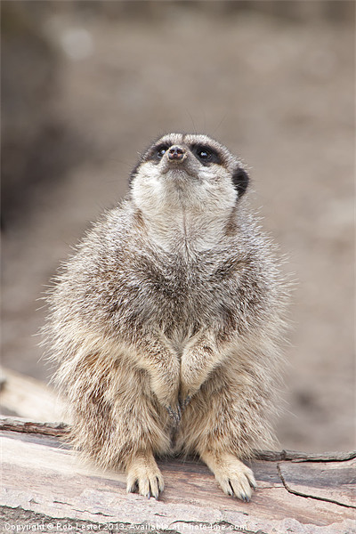 Timid Meerkat Picture Board by Rob Lester