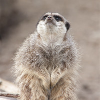 Buy canvas prints of Timid Meerkat by Rob Lester