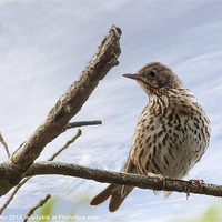 Buy canvas prints of Song thrush ( Turdus philomelos) by Rob Lester