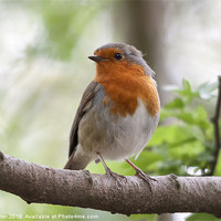 Buy canvas prints of European Robin (Erithacus rubecula) by Rob Lester