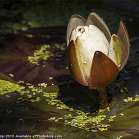 Buy canvas prints of Water lily 