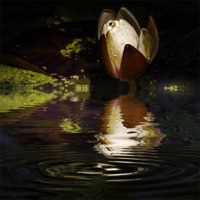 Buy canvas prints of Reflections of a Lily by Rob Lester