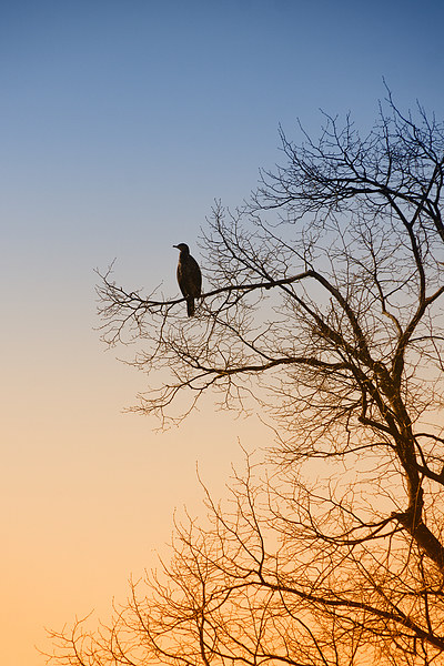 Cormorant sunrise Picture Board by Rob Lester