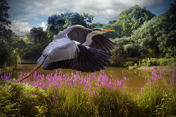  A heron Flies Picture Board by Rob Lester