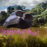 Buy canvas prints of  A heron Flies by Rob Lester