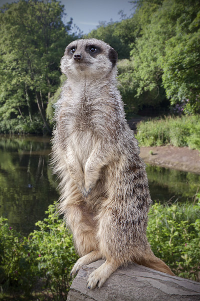 Meerkat  "The sentinel" Picture Board by Rob Lester