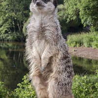 Buy canvas prints of Meerkat  "The sentinel" by Rob Lester