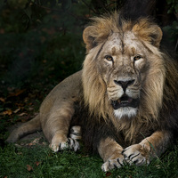 Buy canvas prints of  King of the Jungle by Rob Lester