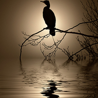 Buy canvas prints of  Cormorant sunrise by Rob Lester