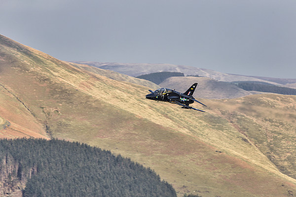  A Hawk flies over Wales Picture Board by Rob Lester