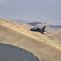 Buy canvas prints of  A Hawk flies over Wales by Rob Lester