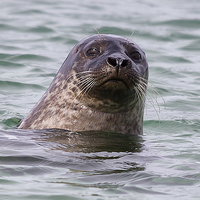Buy canvas prints of  Seal off Skye by Rob Lester