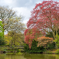 Buy canvas prints of Springtime in Birkenhead Park  by Rob Lester